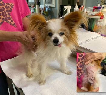 Molly Bea (NOT YET AVAILABLE) -  Papillon Dog for Adoption in Benton, Louisiana - Molly Bea (NOT YET AVAILABLE) | PetCurious