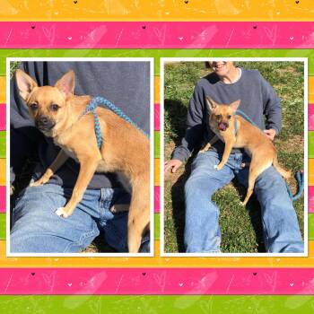 Rescue Chihuahua Dogs for Adoption in Buckhannon, West Virginia - Snuggles | PetCurious