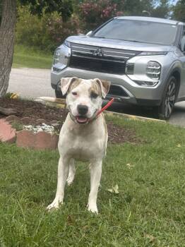 Reign -  American Bully Dog for Adoption in Orangeburg, South Carolina - Reign | PetCurious