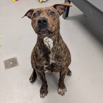 Rescue American Bulldog Dogs for Adoption in Des Moines, Iowa - Kipper | PetCurious