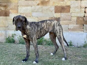 Mastiff Dogs Available for Adoption in Helotes, Texas - Aspen | PetCurious