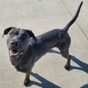 Rescue Labrador Retriever Dogs for Adoption in Meriden, Connecticut - Freddy! Outgoing Boy! | PetCurious