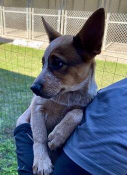 Theophina -  Mixed Breed Dog for Adoption in Covington, Louisiana - Theophina | PetCurious