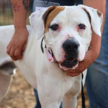 NYLE -  Boxer Dog for Adoption in San Antonio, Texas - NYLE | PetCurious