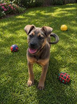 Terrier Dogs Available for Adoption in Wanaque, New Jersey - Georgia | PetCurious
