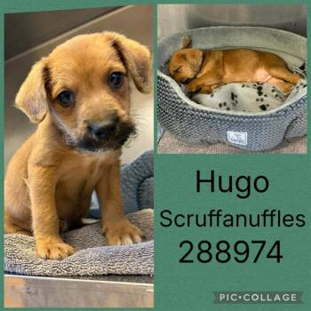 HUGO SCRUFFANUFFLES -  Mixed Breed Dog for Adoption in Macon, Georgia - HUGO SCRUFFANUFFLES | PetCurious