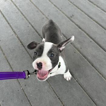 Olie -  Staffordshire Bull Terrier and Labrador Retriever Dog for Adoption in South Houston, Texas - Olie | PetCurious