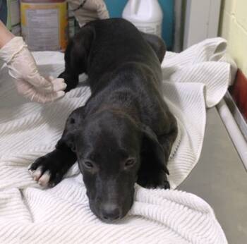 Rescue Labrador Retriever and Mixed Breed Dogs for Adoption in Picayune, Mississippi - Kanga | PetCurious