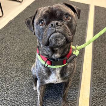 Pug and Mixed Breed Dogs Available for Adoption in Saint Joseph, Missouri - John Cena | PetCurious
