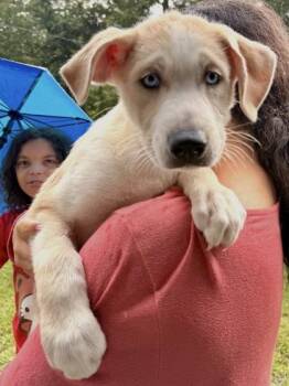Galahad -  Labrador Retriever and Mixed Breed Dog for Adoption in New Orleans, Louisiana - Galahad | PetCurious