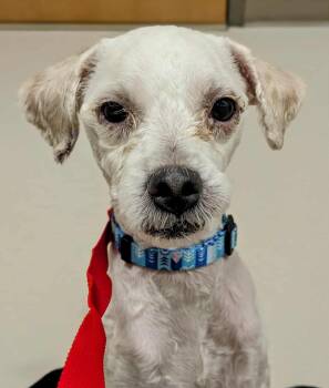 Rescue Miniature Poodle Dogs for Adoption in Marana, Arizona - Pana | PetCurious
