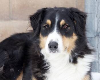 Australian Shepherd Dogs Available for Adoption - Woody | PetCurious