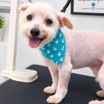 Gio (Snoopy) -  Maltese Dog for Adoption in Guaynabo, Guaynabo - Gio (Snoopy) | PetCurious