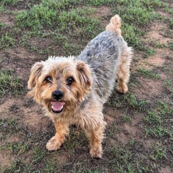 Guacamole -  Yorkshire Terrier and Mixed Breed Dog for Adoption in Pelham, New Hampshire - Guacamole | PetCurious