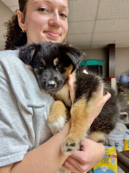 Storm -  Shepherd Dog for Adoption in Gilberts, Illinois - Storm | PetCurious