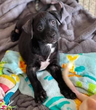 Theo -  Mixed Breed and Black Labrador Retriever Dog for Adoption in Salem, New Hampshire - Theo | PetCurious