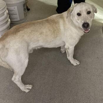 Max -  Labrador Retriever and Mixed Breed Dog for Adoption in San Gabriel, California - Max | PetCurious