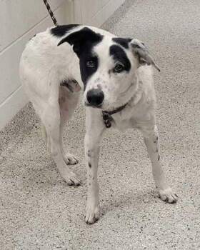 Mixed Breed Dogs Available for Adoption in Kansas City, Missouri - Cavalier | PetCurious