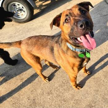 Zeus -  German Shepherd Dog and Black Mouth Cur Dog for Adoption in Abbotsford, British Columbia - Zeus | PetCurious