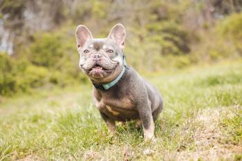 French Bulldog Dogs Available for Adoption - Prudie- Transport | PetCurious