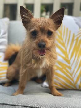 Bobi -  Chihuahua and Yorkshire Terrier Dog for Adoption in Meriden, Connecticut - Bobi | PetCurious