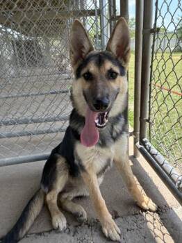 Nyla -  German Shepherd Dog Dog for Adoption in West Memphis, Arkansas - Nyla | PetCurious