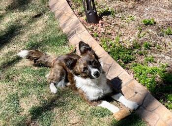 Corgi and Australian Cattle Dog Blue Heeler Dogs Available for Adoption in Fort Lupton, Colorado - Zenne | PetCurious
