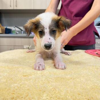 Davis -  Mixed Breed Dog for Adoption in Englewood, Florida - Davis | PetCurious