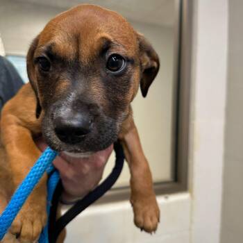 Hound and Boxer Dogs Available for Adoption in Manassas, Virginia - Chestnut (ID 51696) | PetCurious