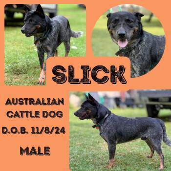 Slick -  Australian Cattle Dog Blue Heeler Dog for Adoption in Caldwell, Texas - Slick | PetCurious