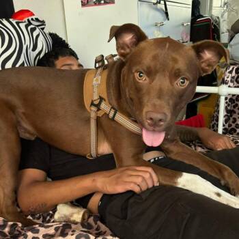 Pit Bull Terrier Dogs Available for Adoption in Oceanside, California - *** Bruno | PetCurious
