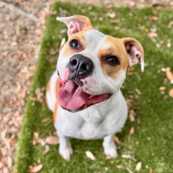 Mixed Breed Dogs Available for Adoption in Milton, Florida - Petunia | PetCurious