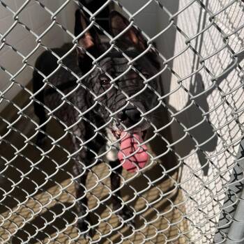 72616 -  German Shepherd Dog Dog for Adoption in Harrisonburg, Virginia - 72616 | PetCurious