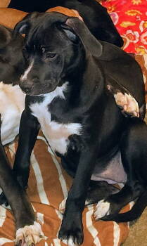 Rescue Boxer and Staffordshire Bull Terrier Dogs for Adoption in Battle Ground, Washington - STORMI | PetCurious