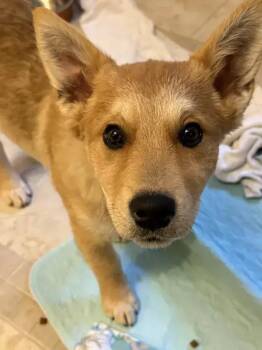 Mixed Breed Dogs Available for Adoption - Rumi | PetCurious