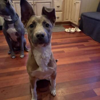 Shepherd Dogs Available for Adoption - Artemis | PetCurious