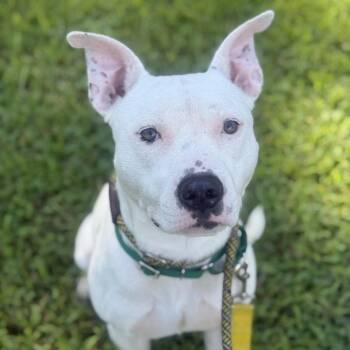 Flint -  Pit Bull Terrier Dog for Adoption in Greensboro, North Carolina - Flint | PetCurious