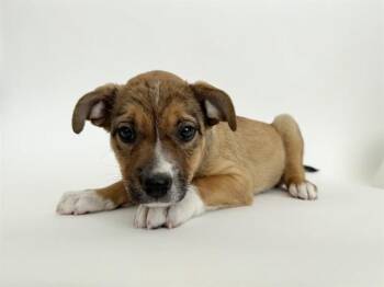 LOU -  Collie and Mixed Breed Dog for Adoption in Brentwood, Missouri - LOU | PetCurious
