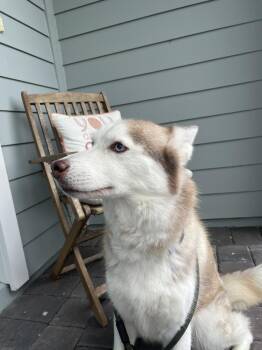Nova -  Siberian Husky Dog for Adoption in Azalea Park, Florida - Nova | PetCurious