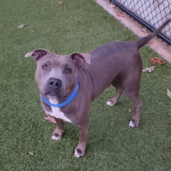 Rescue Pit Bull Terrier Dogs for Adoption in Greensboro, North Carolina - Brownie | PetCurious