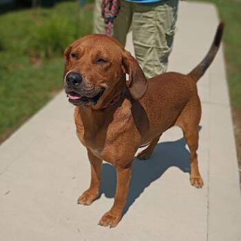 Red -  Redbone Coonhound Dog for Adoption in Maynardville, Tennessee - Red | PetCurious