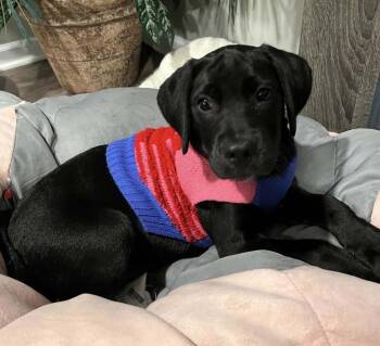 Labrador Retriever Dogs Available for Adoption in Cheektowaga, New York - Travis | PetCurious