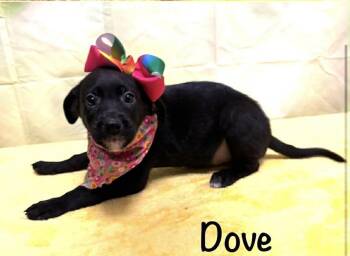 Hound and Labrador Retriever Dogs Available for Adoption in Harrison City, Pennsylvania - Dove | PetCurious