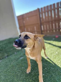 Rescue Australian Cattle Dog Blue Heeler Dogs for Adoption in Poway, California - Griffin | PetCurious