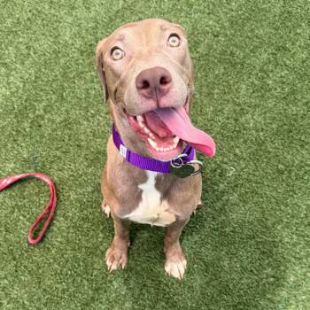 Lexi -  Pit Bull Terrier Dog for Adoption in Los Angeles, California - Lexi | PetCurious