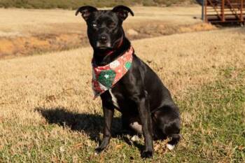 American Staffordshire Terrier and Siberian Husky Dogs Available for Adoption - Lillian | PetCurious