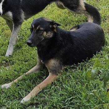 Rescue German Shepherd Dog Dogs for Adoption in Cincinnati, Ohio - Roscoe | PetCurious