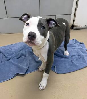 Pocky -  Mixed Breed Dog for Adoption in Nashville, Tennessee - Pocky | PetCurious