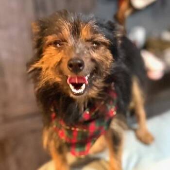 Chihuahua Dogs Available for Adoption - Wolfgang | PetCurious