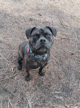 Pit Bull Terrier and Hound Dogs Available for Adoption - Pugsley | PetCurious